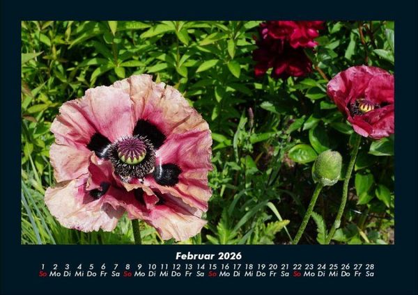 Produktbild: Blumenkalender 2026 Fotokalender DIN A4