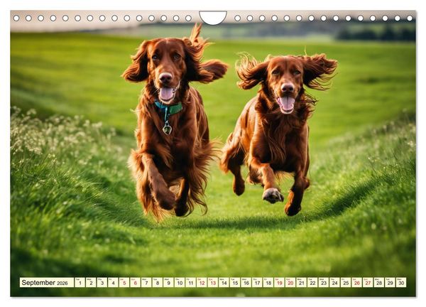 Produktbild: Irish Setter - pure grace (Wall Calendar 2026 DIN A4 landscape), CALVENDO 12 Month Wall Calendar