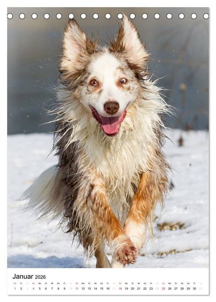 Produktbild: Australian Shepherd &ndash; Mit dem Aussie unterwegs (Tischkalender 2026 DIN A5 hoch), CALVENDO Monatskalender