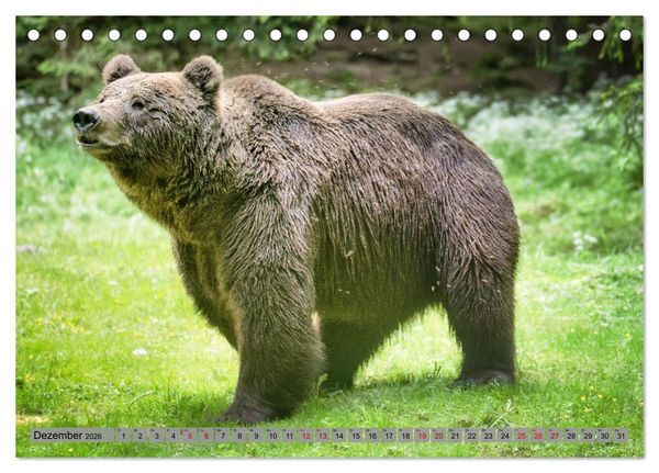Produktbild: Krafttier B&auml;r (Tischkalender 2026 DIN A5 quer), CALVENDO Monatskalender