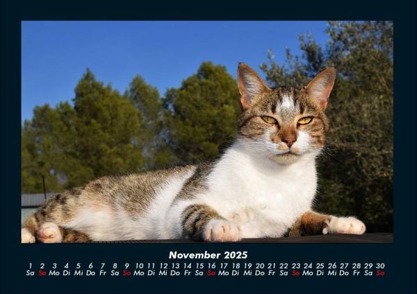 Produktbild: F&uuml;r Katzenfreunde 2025 Fotokalender DIN A4