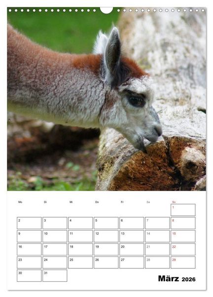 Produktbild: Alpaka und Lama Terminplaner (Wandkalender 2026 DIN A3 hoch), CALVENDO Monatskalender