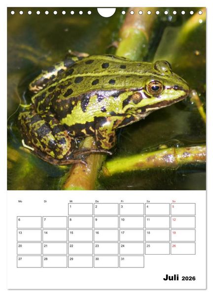 Produktbild: Heimische Wildtiere Terminplaner (Wandkalender 2026 DIN A4 hoch), CALVENDO Monatskalender