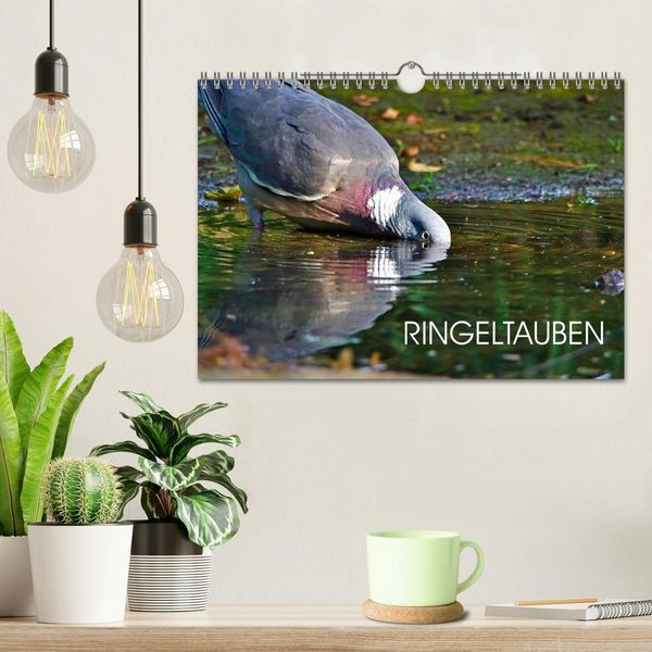 Produktbild: Ringeltauben (Wandkalender 2026 DIN A4 quer), CALVENDO Monatskalender