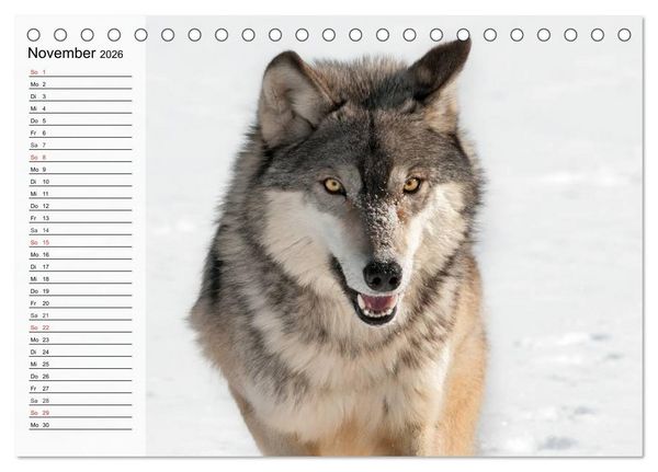 Produktbild: W&ouml;lfe. Graue Eminenzen (Tischkalender 2026 DIN A5 quer), CALVENDO Monatskalender