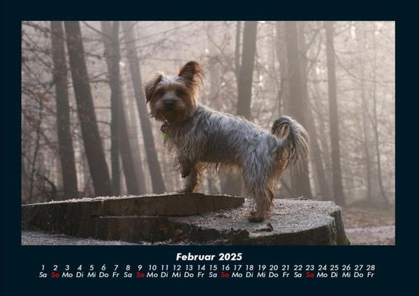 Produktbild: Der Hundekalender 2025 Fotokalender DIN A4