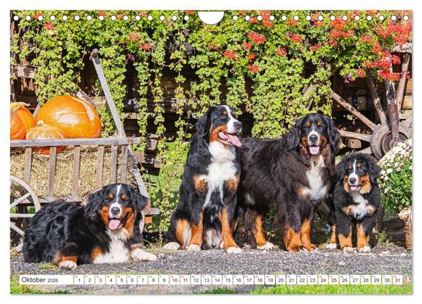 Produktbild: Berner Sennenhund - Ein Freund auf vier Pfoten (Wandkalender 2026 DIN A4 quer), CALVENDO Monatskalender