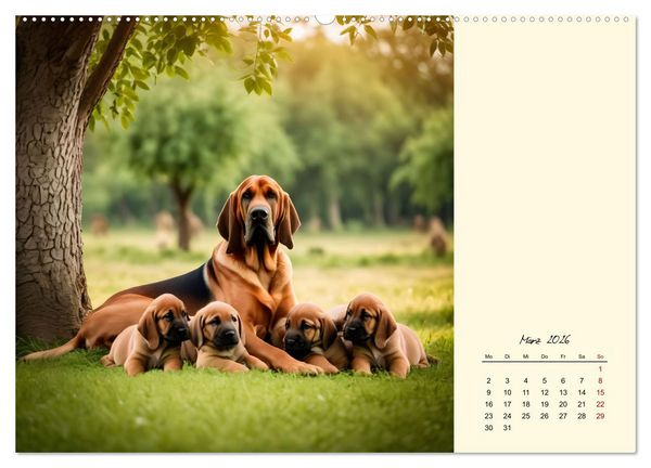 Produktbild: Bloodhound - M&auml;chtige Sp&uuml;rnase (hochwertiger Premium Wandkalender 2026 DIN A2 quer), Kunstdruck in Hochglanz