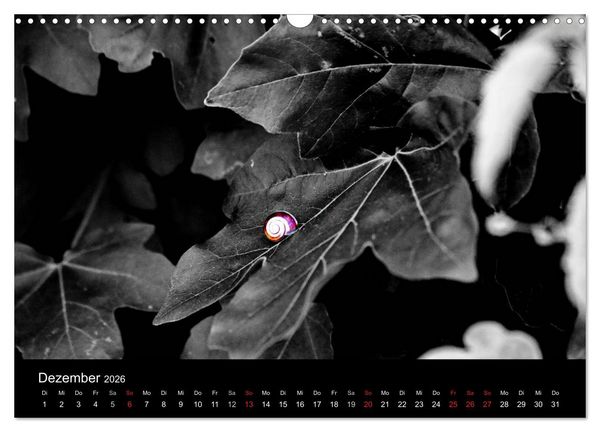 Produktbild: Farbtupfer (Wandkalender 2026 DIN A3 quer), CALVENDO Monatskalender