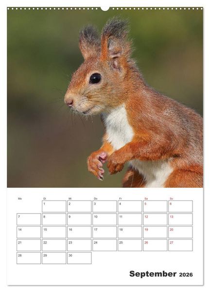 Produktbild: Eichh&ouml;rnchen Luna (Wandkalender 2026 DIN A2 hoch), CALVENDO Monatskalender