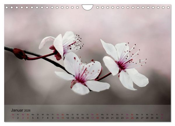 Produktbild: Bl&uuml;tenrausch - Mit Fr&uuml;hlingsgef&uuml;hlen durchs ganze Jahr (Wandkalender 2026 DIN A4 quer), CALVENDO Monatskalender