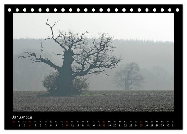 Produktbild: M&auml;rchenhafter Reinhardswald und Urwald Sababurg (Tischkalender 2026 DIN A5 quer), CALVENDO Monatskalender