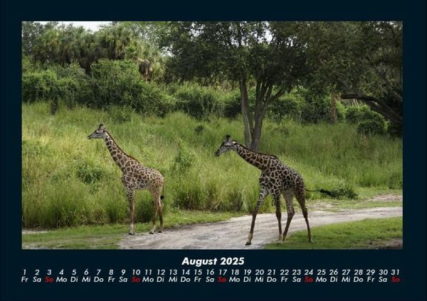 Produktbild: Giraffen 2025 Fotokalender DIN A4