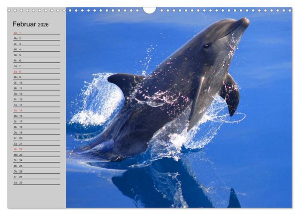 Produktbild: Delfine und Wale (Wandkalender 2026 DIN A3 quer), CALVENDO Monatskalender