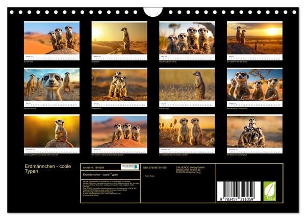 Produktbild: Erdm&auml;nnchen - coole Typen (Wandkalender 2026 DIN A4 quer), CALVENDO Monatskalender