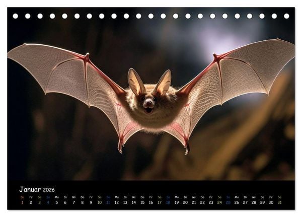 Produktbild: Flederm&auml;use - kleine Vampire (Tischkalender 2026 DIN A5 quer), CALVENDO Monatskalender