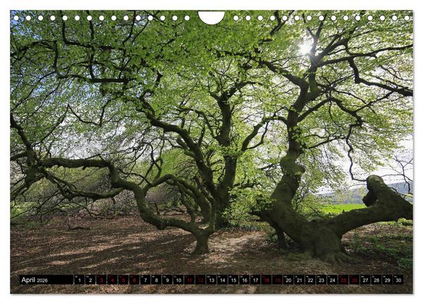 Produktbild: Die S&uuml;ntelbuchenallee (Wandkalender 2026 DIN A4 quer), CALVENDO Monatskalender