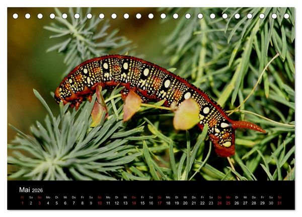 Produktbild: Faszination Schmetterlingsraupen (Tischkalender 2026 DIN A5 quer), CALVENDO Monatskalender