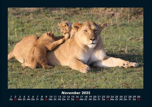 Produktbild: L&ouml;wen in der Wildnis 2025 Fotokalender DIN A4
