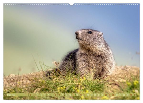 Produktbild: Tiere der Alpen - Murmeltier-Kinder (hochwertiger Premium Wandkalender 2026 DIN A2 quer), Kunstdruck in Hochglanz