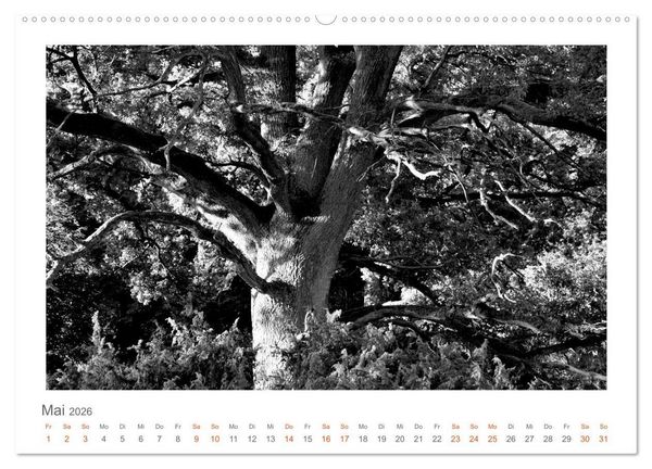 Produktbild: Quo Vadis? W&auml;lder und Wege in der R&ouml;hn, L&uuml;neburger Heide und der Mecklenburgischen Seenplatte (Wandkalender 2026 DIN A2 quer), CALVENDO Monatskalender