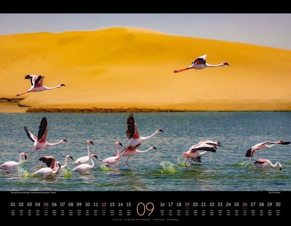 Produktbild: Wildes Afrika Kalender 2027