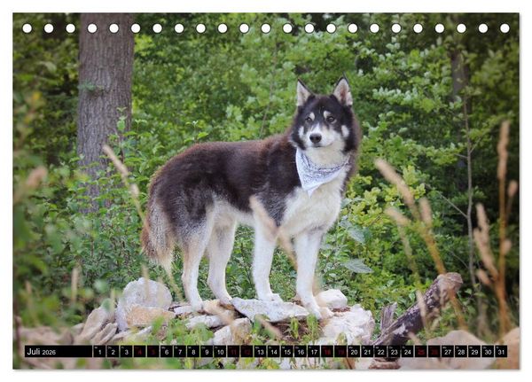 Produktbild: Faszination Husky (Tischkalender 2026 DIN A5 quer), CALVENDO Monatskalender