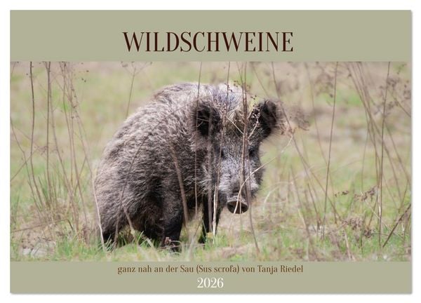 Produktbild: Wildschweine ganz nah an der Sau (Sus scrofa) von Tanja Riedel (Wandkalender 2026 DIN A3 quer), CALVENDO Monatskalender