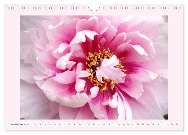 Produktbild: Pivoines - Roses sans &eacute;pines (Calendrier mural 2026 DIN A4 vertical), CALVENDO calendrier mensuel