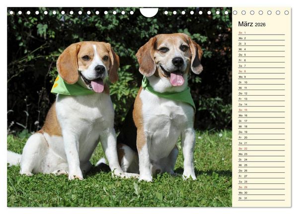 Produktbild: Beagle - Herz auf 4 Pfoten (Wandkalender 2026 DIN A4 quer), CALVENDO Monatskalender