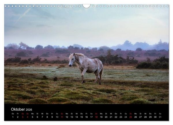 Produktbild: New Forest - England (Wandkalender 2026 DIN A3 quer), CALVENDO Monatskalender