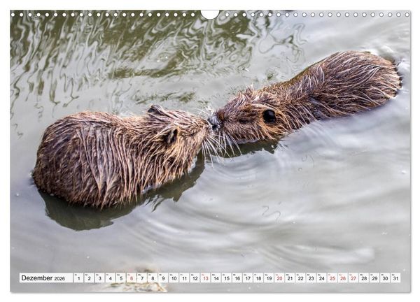 Produktbild: NUTRIA mit Nachwuchs (Wandkalender 2026 DIN A3 quer), CALVENDO Monatskalender