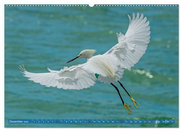 Produktbild: R&ouml;telreiher und Schmuckreiher (Wandkalender 2026 DIN A2 quer), CALVENDO Monatskalender