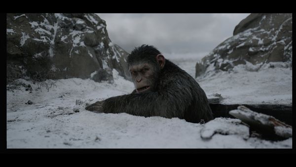Produktbild: Planet der Affen: Survival