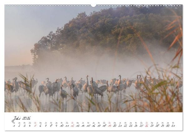 Produktbild: Kraniche am Schlafplatz - im Naturparadies der Mecklenburgischen Seenplatte (Wandkalender 2026 DIN A2 quer), CALVENDO Monatskalender