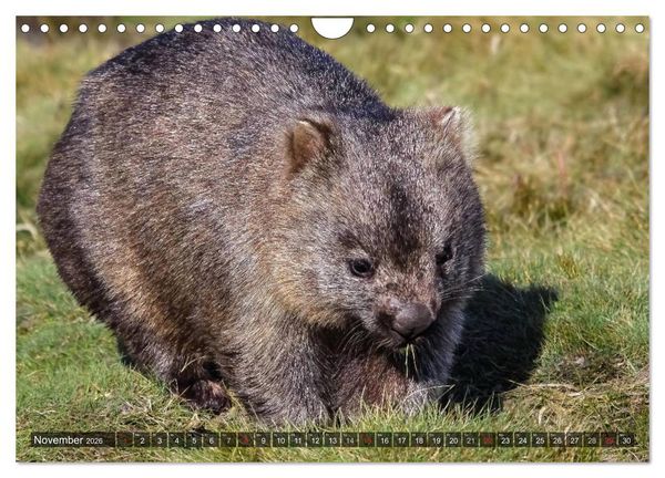 Produktbild: Australien tierisch gut 2026 (Wandkalender 2026 DIN A4 quer), CALVENDO Monatskalender