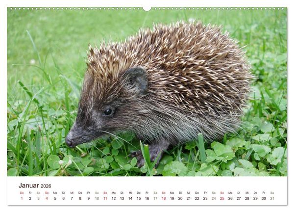 Produktbild: Igel 2026. Tierische Impressionen (Wandkalender 2026 DIN A2 quer), CALVENDO Monatskalender