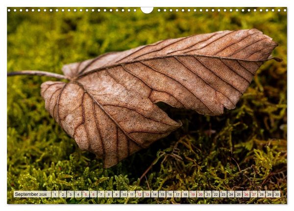 Produktbild: Mikrokosmos im Garten (Wandkalender 2026 DIN A3 quer), CALVENDO Monatskalender