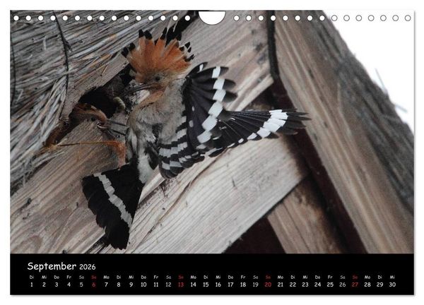 Produktbild: Naturjuwelen - Neusiedler See (Wandkalender 2026 DIN A4 quer), CALVENDO Monatskalender