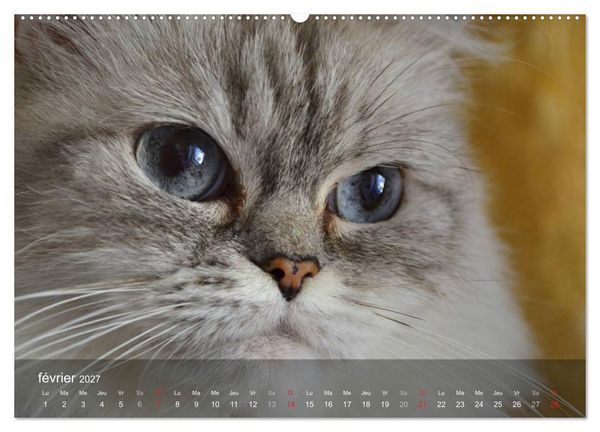 Produktbild: Mine de chat (Calendrier mural haut de gamme 2027 DIN A2 vertical), CALVENDO calendrier mensuel