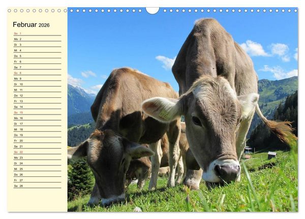 Produktbild: Gl&uuml;ckliche K&uuml;he auf saftigen Wiesen (Wandkalender 2026 DIN A3 quer), CALVENDO Monatskalender