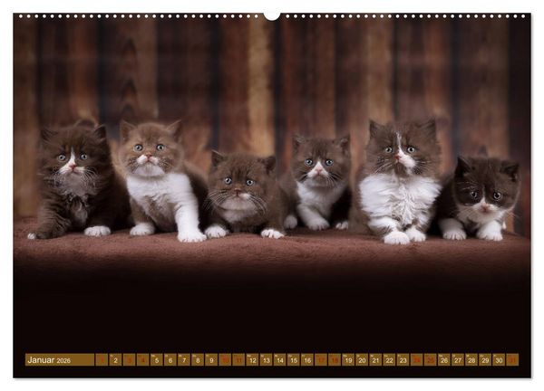 Produktbild: Katzenkinder - Britisch Kurzhaar (hochwertiger Premium Wandkalender 2026 DIN A2 quer), Kunstdruck in Hochglanz