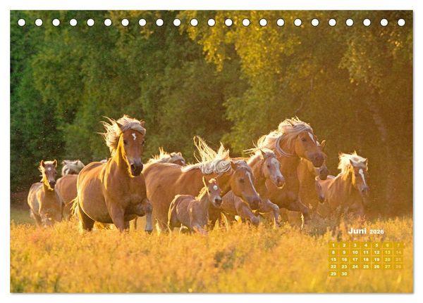 Produktbild: Haflinger: Die blonden Pferde von der Alm (Tischkalender 2026 DIN A5 quer), CALVENDO Monatskalender