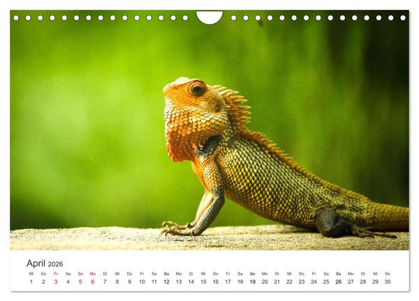Produktbild: Reptilien - Tierische Farbenpracht (Wandkalender 2026 DIN A4 quer), CALVENDO Monatskalender