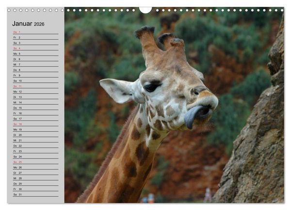 Produktbild: Giraffen. Dem Himmel so nah (Wandkalender 2026 DIN A3 quer), CALVENDO Monatskalender