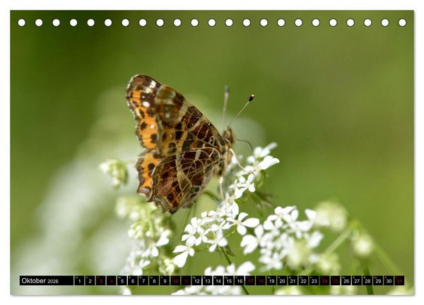 Produktbild: Insekten-Sommer (Tischkalender 2026 DIN A5 quer), CALVENDO Monatskalender