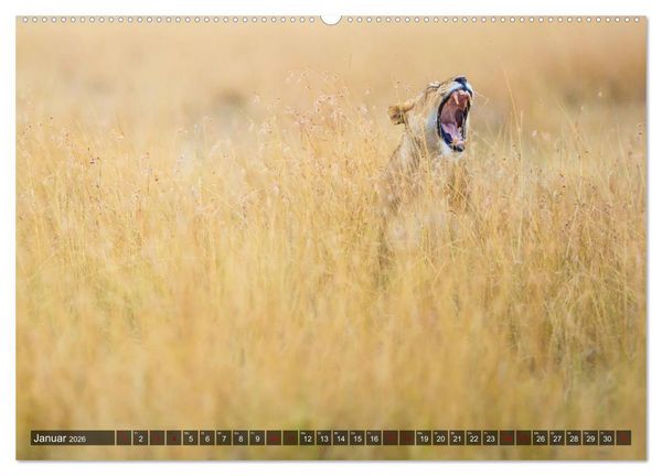 Produktbild: Auf Safari in Kenia 2026 (hochwertiger Premium Wandkalender 2026 DIN A2 quer), Kunstdruck in Hochglanz