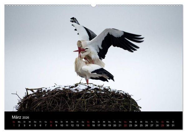 Produktbild: Ein Jahr bei den St&ouml;rchen (Wandkalender 2026 DIN A2 quer), CALVENDO Monatskalender