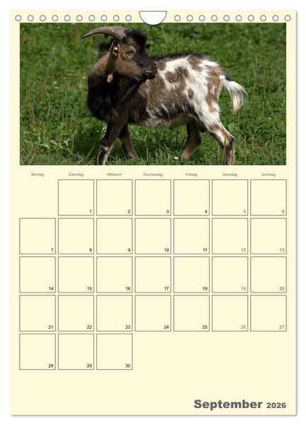 Produktbild: Zwergziegen (Wandkalender 2026 DIN A4 hoch), CALVENDO Monatskalender
