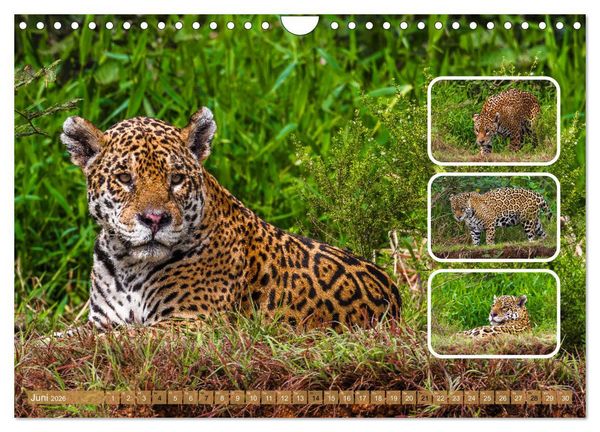 Produktbild: Raubkatzen - gro&szlig; & klein (Wandkalender 2026 DIN A4 quer), CALVENDO Monatskalender